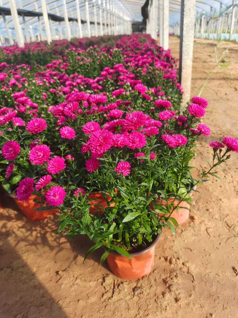 翠菊，丹麦翠菊，紫菀