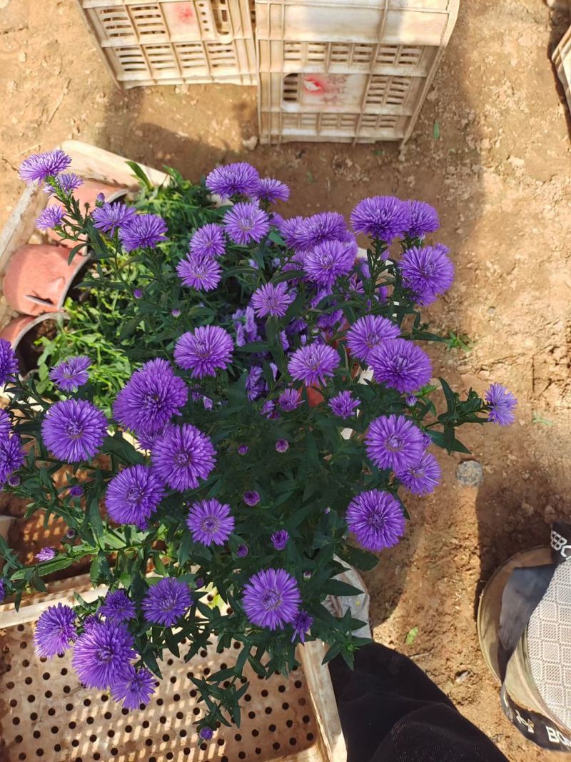翠菊，丹麦翠菊，紫菀