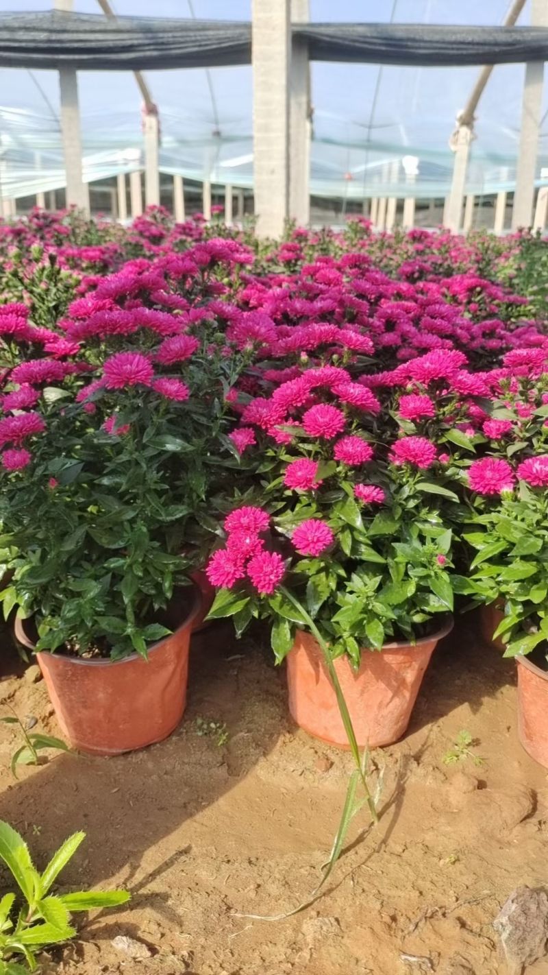 翠菊，丹麦翠菊，紫菀