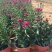 翠菊，丹麦翠菊，紫菀