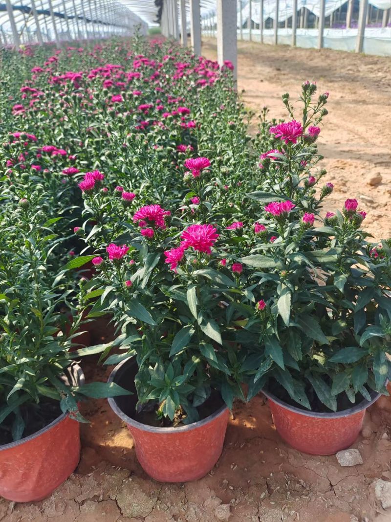 翠菊，丹麦翠菊，紫菀