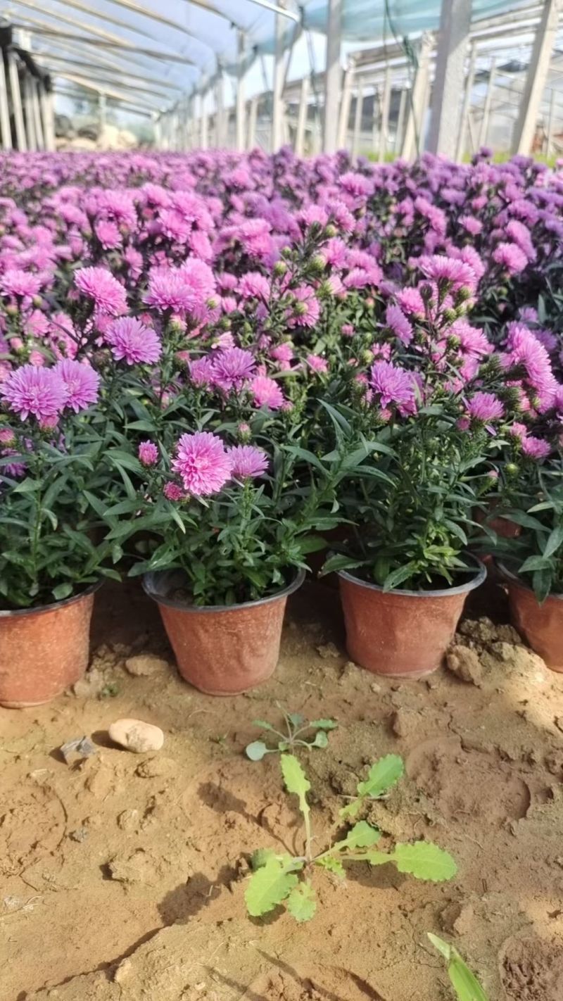 翠菊，丹麦翠菊，紫菀