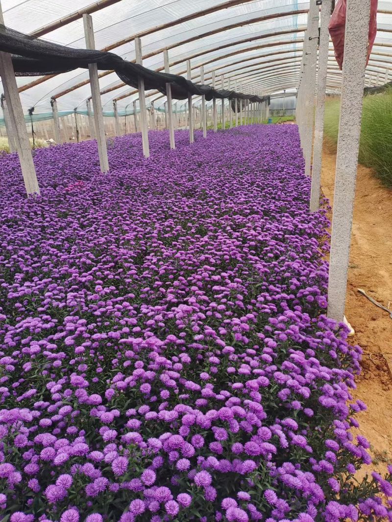 翠菊，丹麦翠菊，紫菀