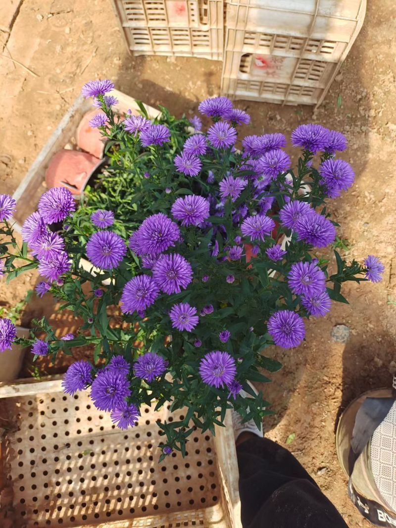 翠菊，丹麦翠菊，紫菀