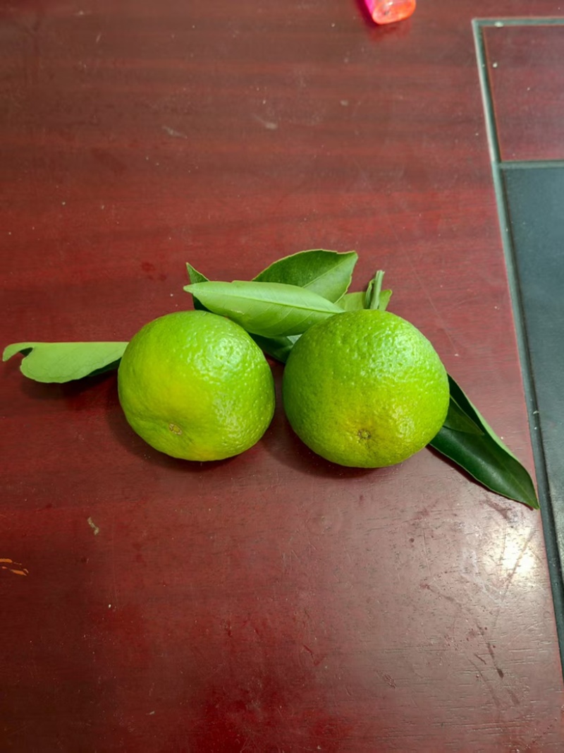 精品柑桔，新鲜柑橘，当季现货，品质保证，量大从优！