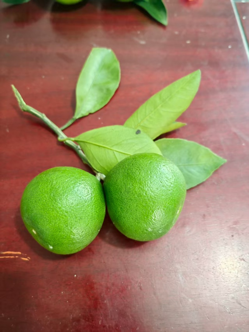 精品柑桔，新鲜柑橘，当季现货，品质保证，量大从优！