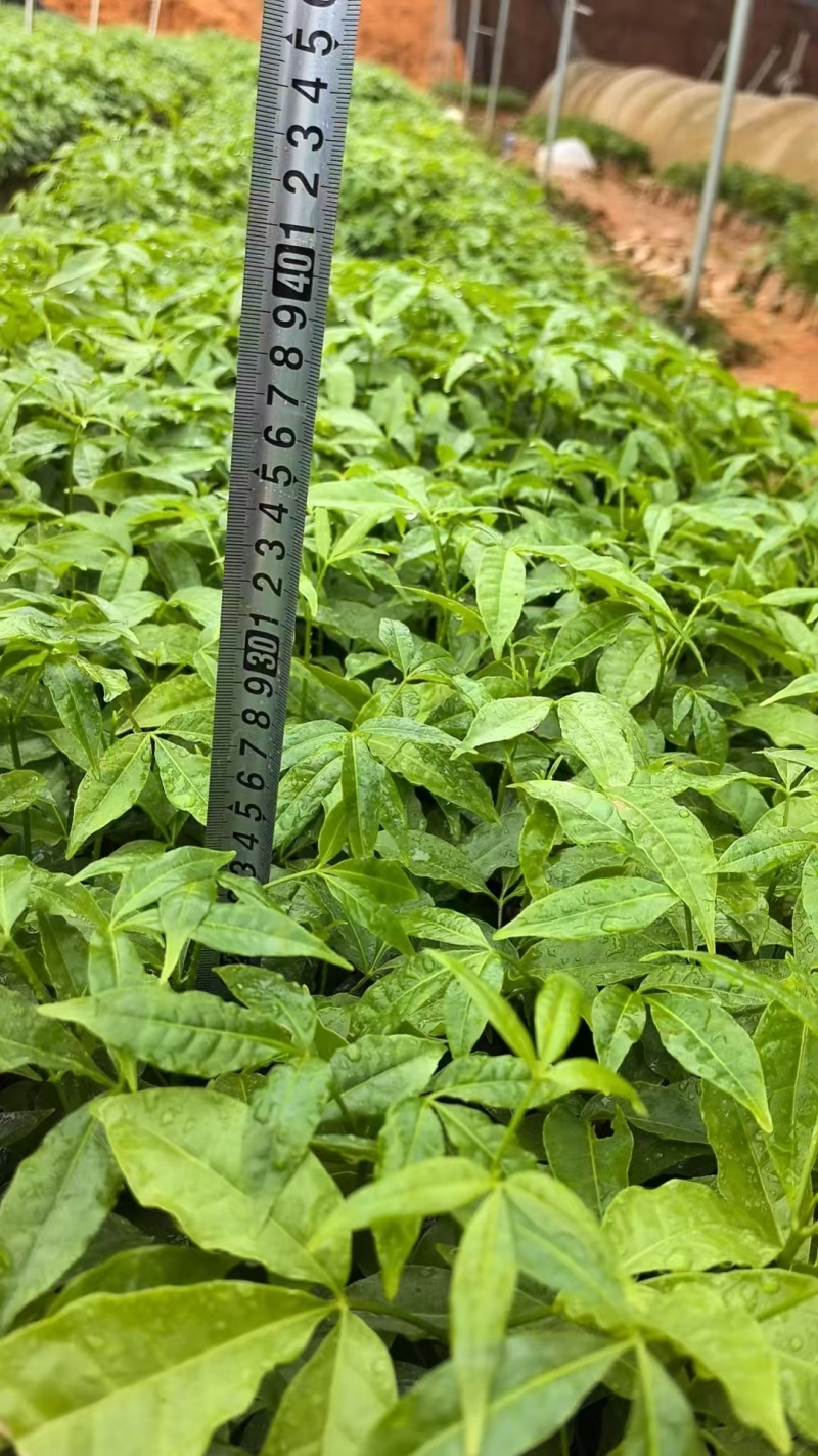 三叉苦杯苗钦州基地直发规格齐全保质保量供货