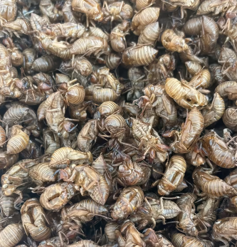个人采摘的优质蝉蜕知了皮