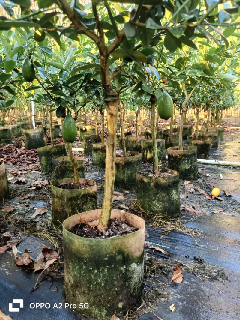 柠檬苗无籽香水柠檬苗广西基地直发保质保量供货规格齐全