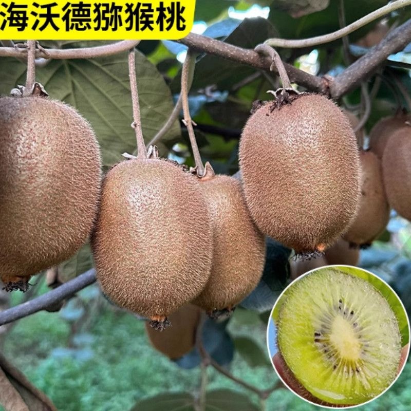 精品海沃德猕猴桃大量上市产地直供量大从优全国发货