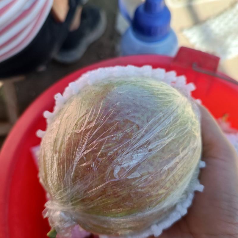阳信媚梨七号冷库果出货
