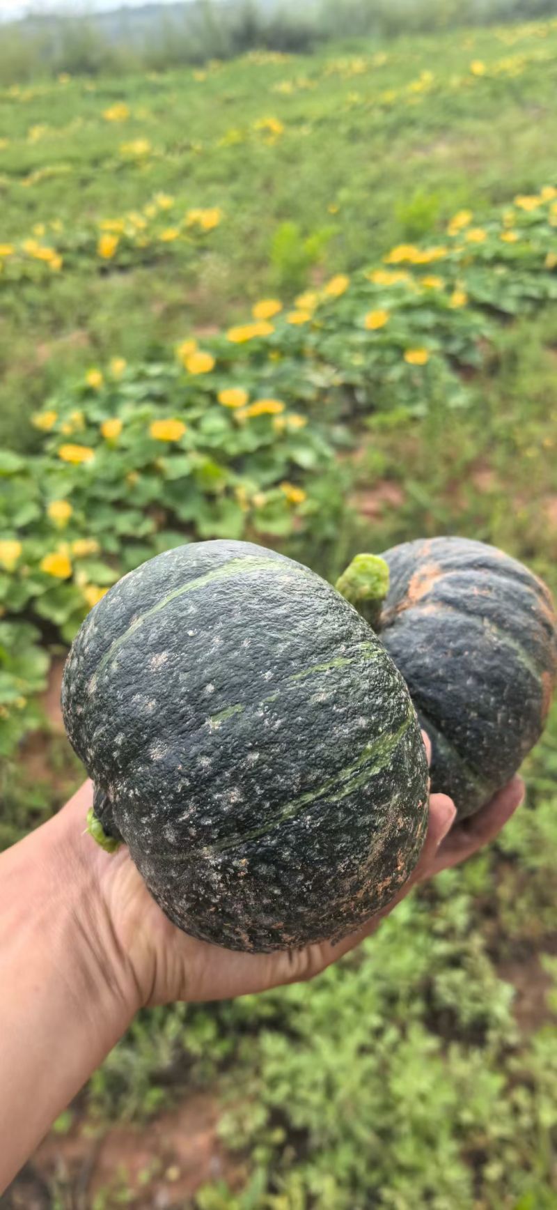 贝贝南瓜