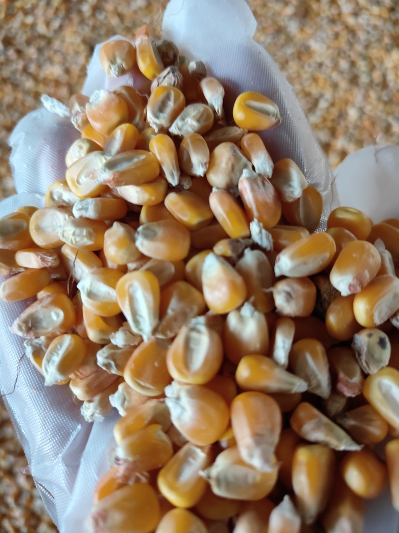 玉米压片是经过蒸汽，高温，熟化后的烘干产品