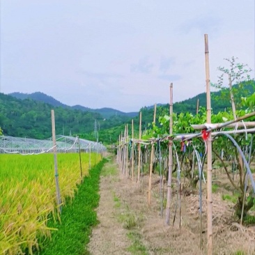 福建省漳州市云霄县贵妃牛奶青枣大叶青枣