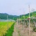 福建省漳州市云霄县贵妃牛奶青枣大叶青枣