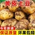 黄皮土豆，产地一手货源，主要对接各大电商平台一件代发