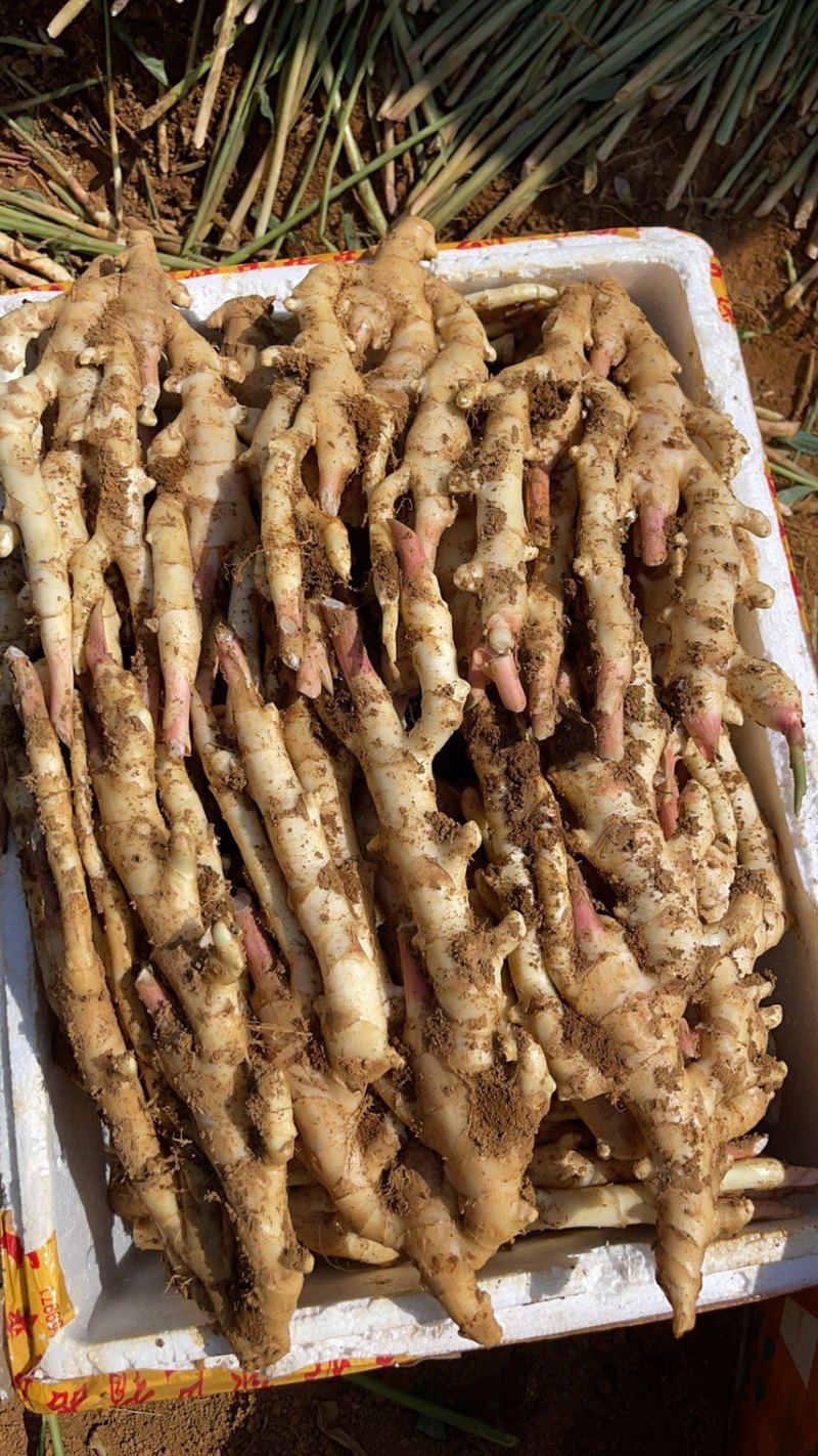 柳州，仔姜大量上市