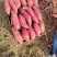 红薯303