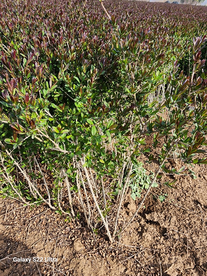 紫叶水蜡绿篱苗60厘米高江苏产地水腊毛球