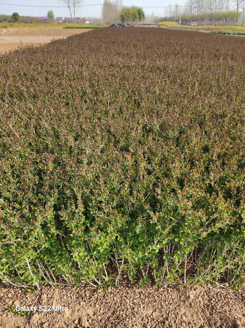 紫叶水蜡绿篱苗60厘米高江苏产地水腊毛球