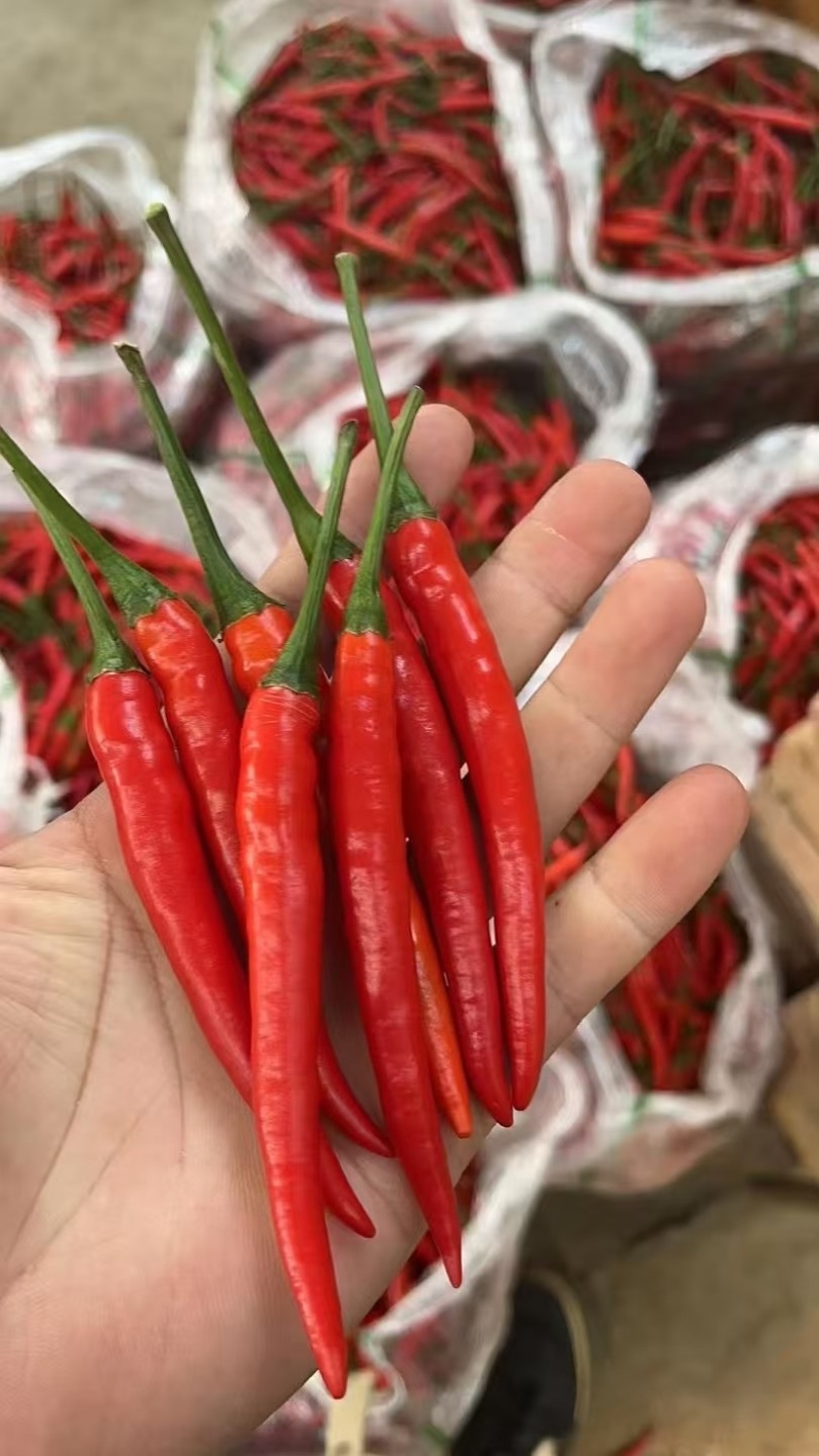 广西北海新苗椒小米辣椒朝天椒