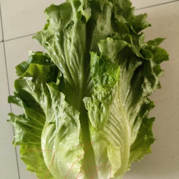 生菜