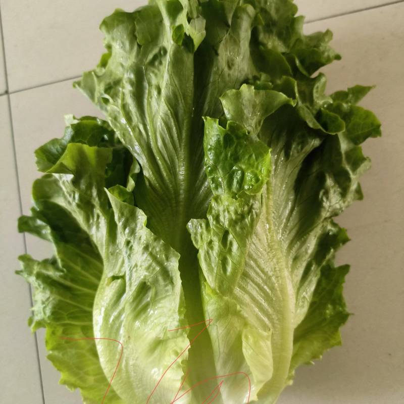 生菜