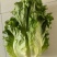 生菜