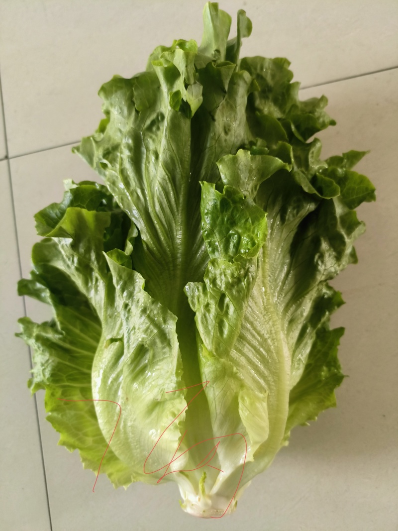 生菜