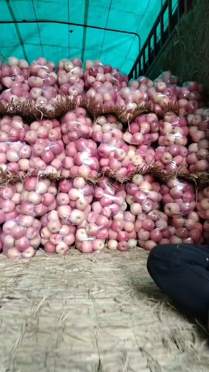 红富士苹果