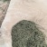 【基地直发】甜叶菊统货甜叶菊量大从优代发全国欢迎