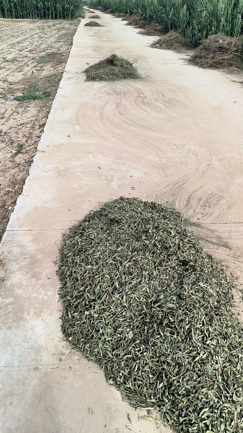 【基地直发】甜叶菊统货甜叶菊量大从优代发全国欢迎
