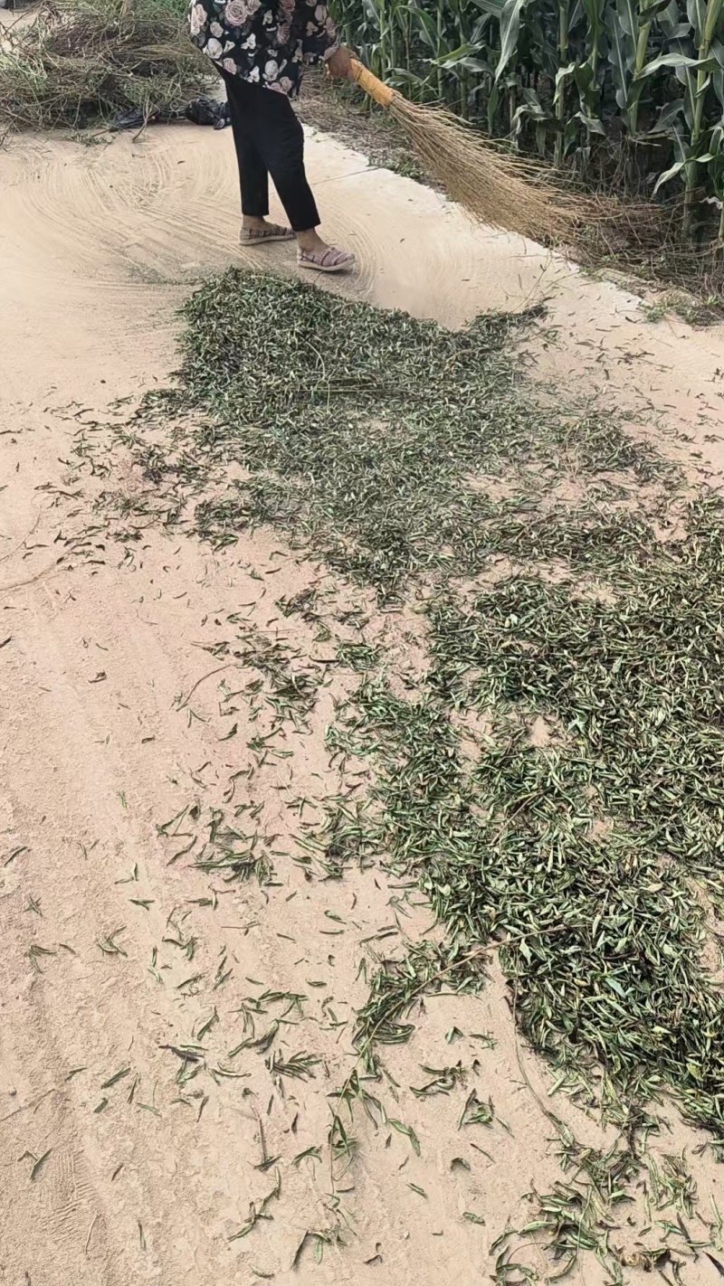 【基地直发】甜叶菊统货甜叶菊量大从优代发全国欢迎