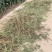 【基地直发】甜叶菊统货甜叶菊量大从优代发全国欢迎