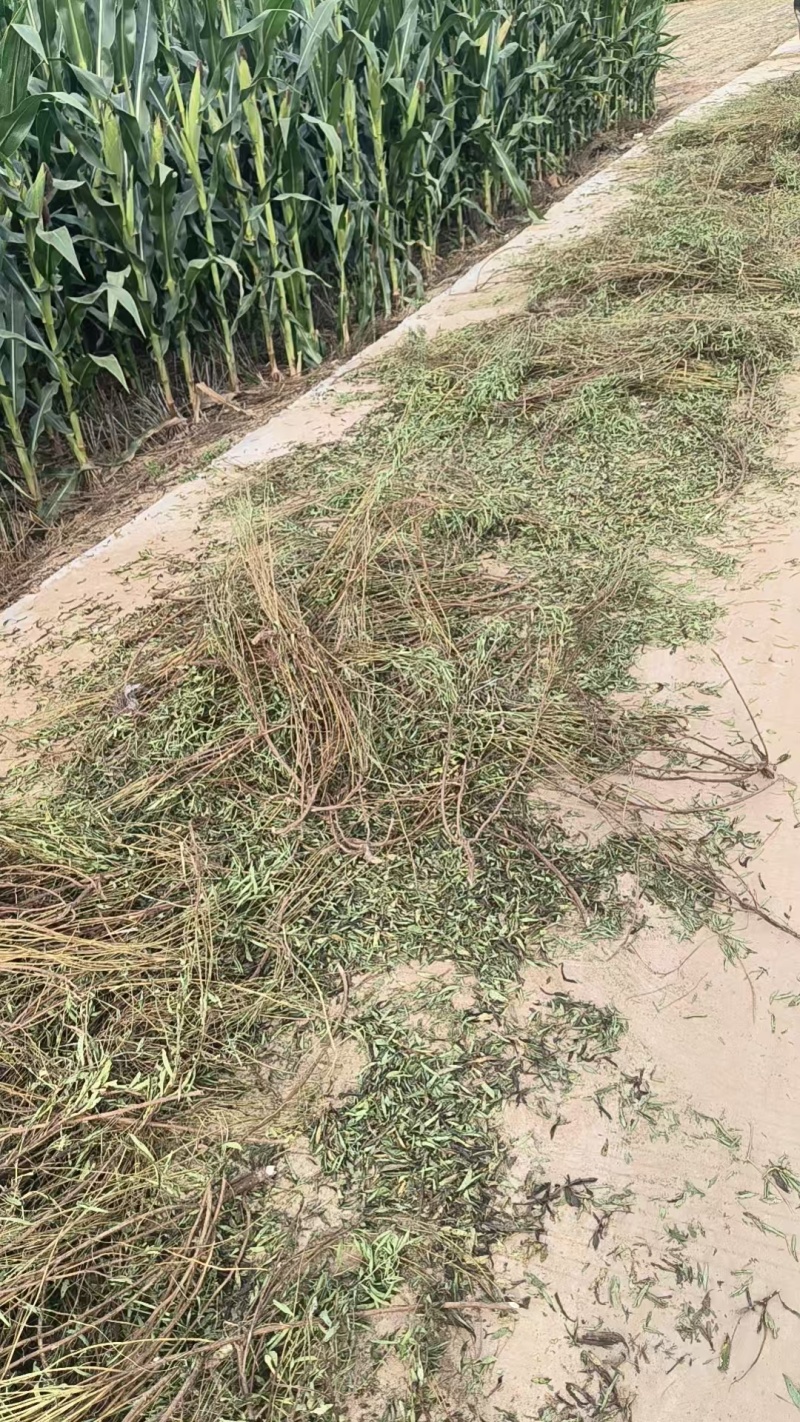 【基地直发】甜叶菊统货甜叶菊量大从优代发全国欢迎
