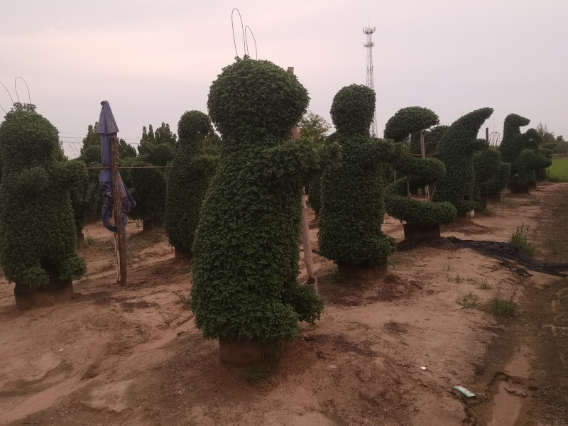 菊花造型菊花盆景，对接单位活动**采购招标，菊花展。