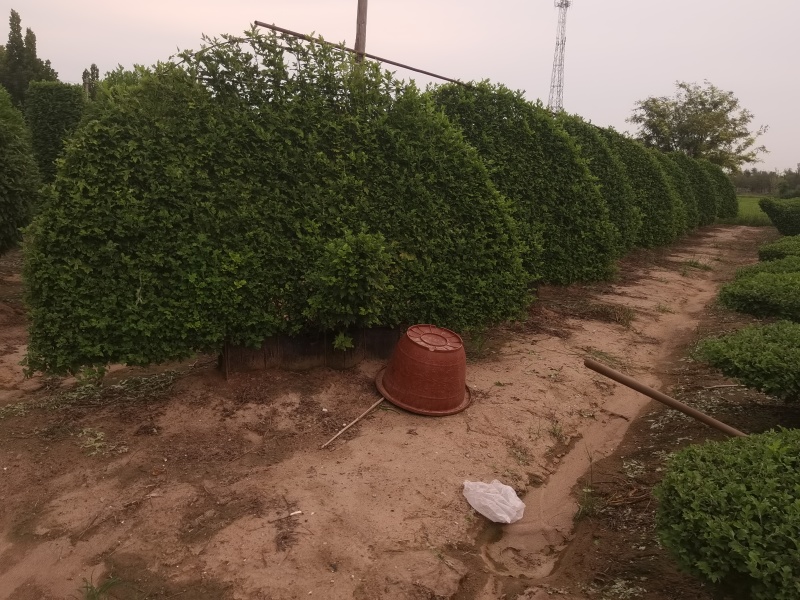 菊花造型菊花盆景，对接单位活动**采购招标，菊花展。