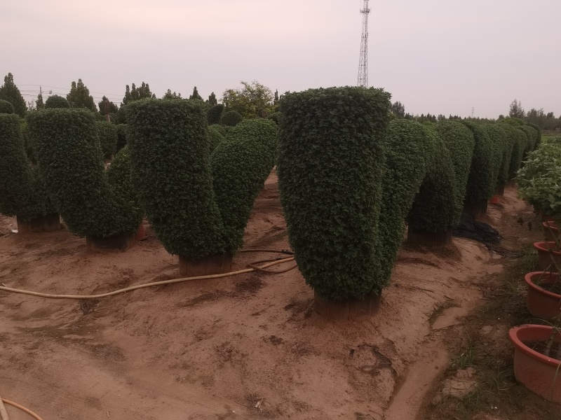菊花造型菊花盆景，对接单位活动**采购招标，菊花展。