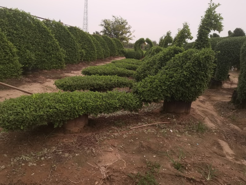菊花造型菊花盆景，对接单位活动**采购招标，菊花展。