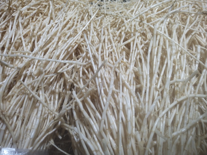 鲜白茅根白茅根无硫新货茅根白茅根白茅草无硫通段专注品质