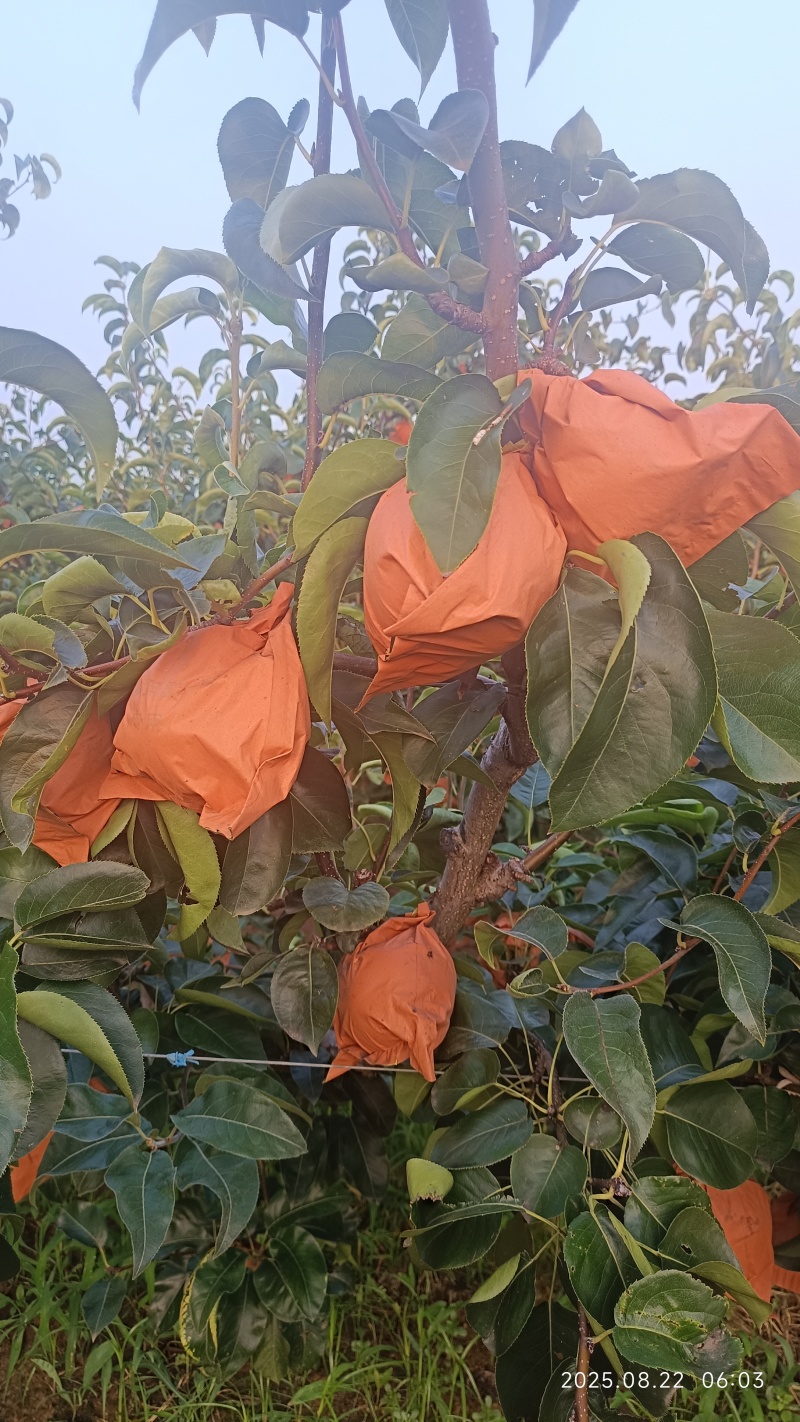 正宗秋月梨脆甜无渣多汁，产地包装冷库车间选果一站服务