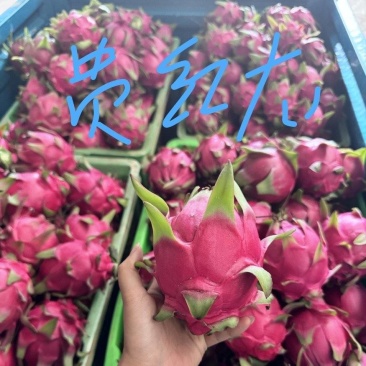 《桂龙红火龙果》云南基地直发保质保量对接全国售后无忧