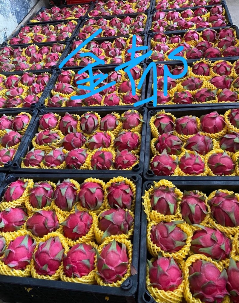 《桂龙红火龙果》云南基地直发保质保量对接全国售后无忧