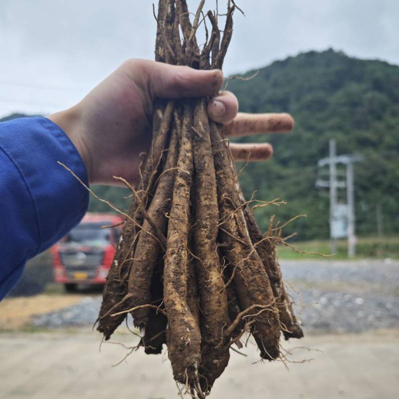 大凉山甜当归，无公害蔬菜，24小时在线发货