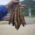 大凉山甜当归，无公害蔬菜，24小时在线发货