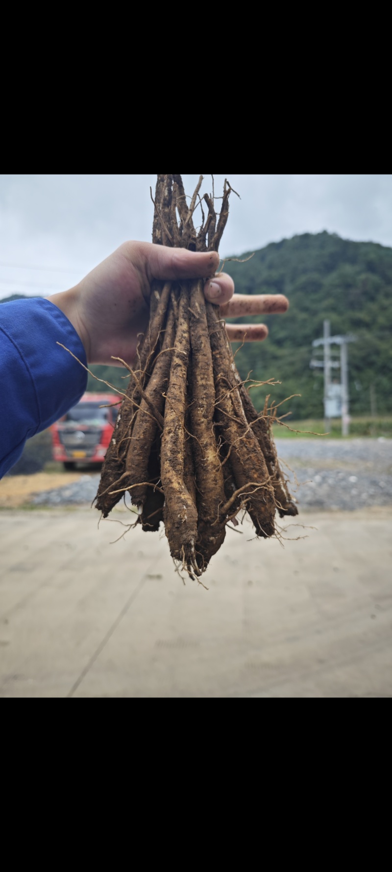 大凉山甜当归，无公害蔬菜，24小时在线发货