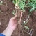 大凉山甜当归，无公害蔬菜，24小时在线发货