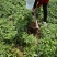 大凉山甜当归，无公害蔬菜，24小时在线发货