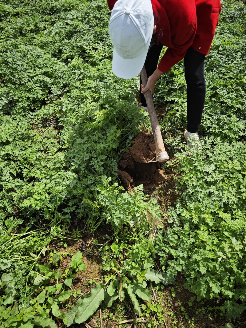 大凉山甜当归，无公害蔬菜，24小时在线发货