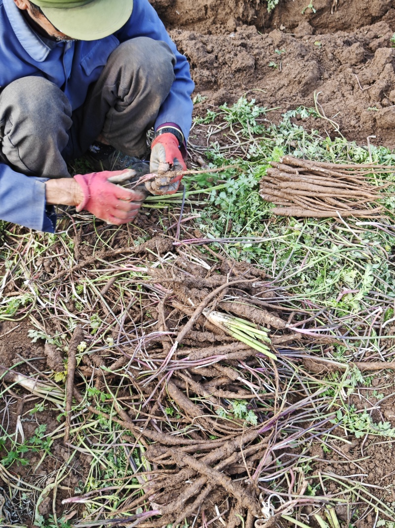 大凉山甜当归，无公害蔬菜，24小时在线发货